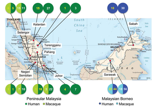 Geographic origin of the genetic sequences generated during study of Plasmodium knowlesi parasite populations, Malaysia. The numbers in each circle refer to the number of sequences (macaque or human) obtained for the genes P. knowlesi type A small subunit ribosomal 18S RNA (numbers in white) and P. knowlesi cytochrome oxidase subunit I (numbers in yellow).