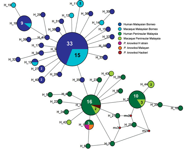 Median-joining networks of Plasmodium knowlesi cytochrome oxidase subunit I haplotypes from Malaysia. The genealogical haplotype network shows the relationships among the 44 haplotypes present in the 138 sequences obtained from human and macaque samples from Peninsular Malaysia and Malaysian Borneo. Each distinct haplotype has been designated a number (H_n). Circle sizes represents the frequencies of the corresponding haplotype (the number is indicated for those that were observed more than once