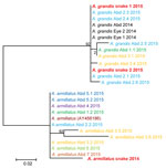 Thumbnail of Molecular phylogenetic analysis of Armillifer spp. sequences obtained from humans and snakes in Sankuru District, Democratic Republic of the Congo, 2014–2015. Parasite cytochrome oxidase subunit I gene sequences from abdominal (Abd) surgery patient specimens (larval parasites) and from snake meats for sale at local markets (adult parasites) are shown. Human cases are numbered according to the patient and cyst numbers shown in the Table. Sequences obtained from the same patient share
