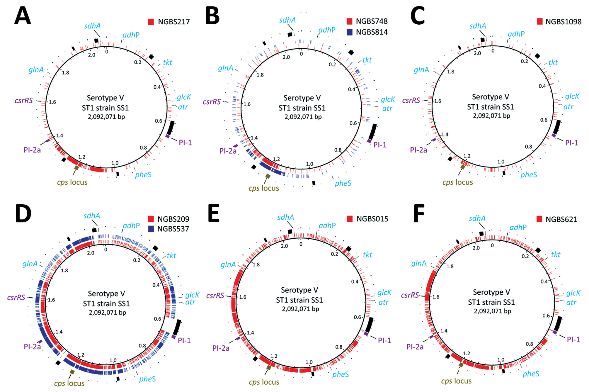 Extent of recombination among 8 non–serotype V sequence type (ST) 1 group B Streptococcus isolates collected by the Toronto Invasive Bacterial Diseases Network, Ontario, Canada, 2009–2015. A) Serotype Ib strain NGBS217. B) Serotype II strains NGBS748 and NGBS814. C) Serotype IV strain NGBS1098. D) Serotype VI strains NGBS209 and NGBS537. E) Serotype VII strain NGBS015. F) Serotype VIII strain NGBS621. Polymorphisms identified in non–serotype V ST1 strains (illustrated in different colors, with e