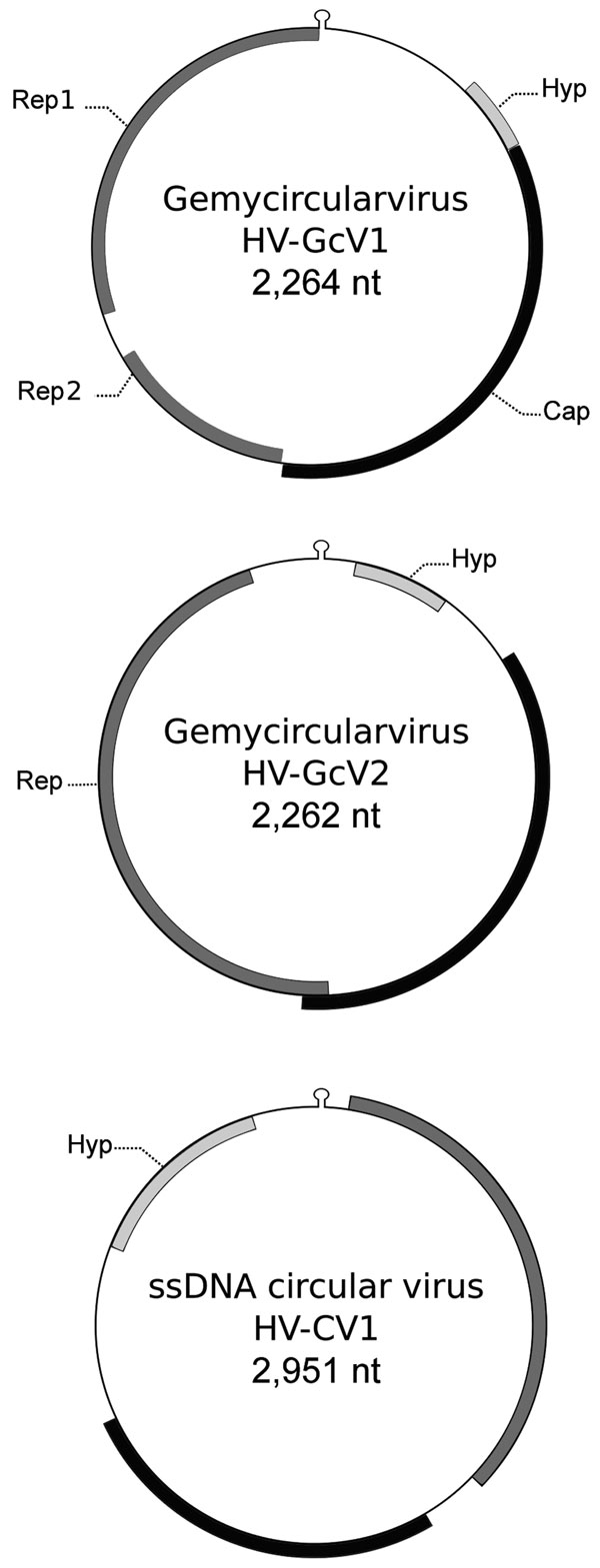 Genomic features of gemycircularviruses HV-GcV1 and HV-GcV2 and of a novel circular single-stranded DNA (ssDNA) virus, HV-CV1, including hairpin structure and predicted open reading frames. Cap, capsid; Hyp, hypothetical protein with unknown function; Rep, replication initiation protein.