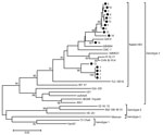 Thumbnail of Phylogenetic analysis of hepatitis E virus (HEV) isolates from specific pathogen-free (SPF) rabbits, China, 2012−2015. The phylogenetic tree was constructed by using the neighbor-joining method, a partial nucleotide sequence of the open reading frame 2 region, and reported HEV sequences in GenBank as references. One thousand resamplings of the data were used to calculate percentages (values along branches) of tree branches obtained. Black circles indicate SPF rabbit isolates obtaine