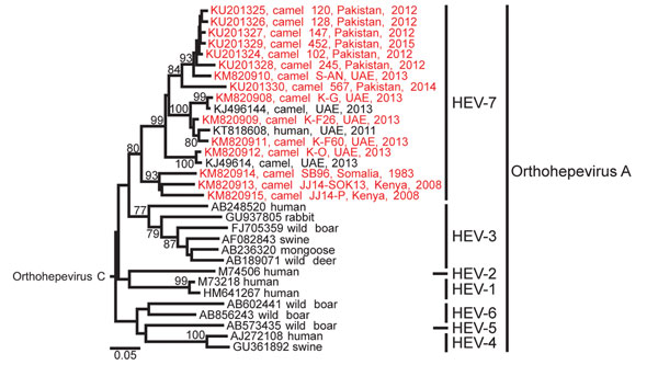 Phylogenetic analysis of Orthohepevirus A sequences. The analysis comprised partial hepatitis E virus (HEV) sequences (283 nt from the RNA-dependent RNA polymerase region) from this study, representatives of Orthohepevirus A genotypes 1–7 and Orthohepevirus C (GenBank accession no. GU345042) as an outgroup. The phylogenetic tree was calculated with MEGA 6.0 (http://www.megasoftware.net) by using the neighbor-joining algorithm and a nucleotide percentage distance substitution model. Bootstrap val