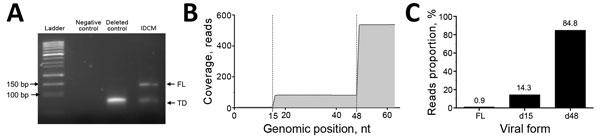 Identification of the major and minor 5′ terminally deleted or full-length enterovirus populations detected in the cardiac tissues of a patient with IDCM, Reims, France, September 2011. A) Gel electrophoresis analysis (4% agarose) of amplicons generated by using the rapid amplification of cDNA ends PCR strategy. Deleted control lane, synthetic RNA presenting with a 50-nt terminal deletion (3); IDCM lane, rapid amplification of cDNA ends PCR analysis of extracted RNA from heart tissues of the IDC