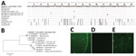Thumbnail of Marseillevirus sequences and serologic analysis for a 20-year-old man in Marseille, France, who initially sought treatment in November 2013 for a 2-day febrile gastroenteritis. A) Alignment of the sequence obtained in November 2014 from the blood of the case-patient with sequences from Marseillevirus and other related viruseses. GenBank accession nos.: Marseillevirus, GU071086.1; Melbournevirus, KM275475.1; Fontaine Saint-Charles virus, KF582416.1; Senegalvirus, KF582412.1; Marseill