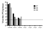 Thumbnail of Virus titers from tissues collected from 3 immunologically naive alpacas (A7–A9) challenged with Middle East respiratory syndrome coronavirus and sampled at necropsy on day 5 postinfection. Dotted line indicates detection limit of the assay.