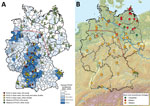 Thumbnail of Geographic distribution of Puumala virus (PUUV)–positive and PUUV-negative bank voles in Germany (A) and assignment of bank voles to the evolutionary lineages Western, Eastern, and Carpathian (B). The coloration of the map in panel A was generated on the basis of the human PUUV incidence per district (2). PUUV detection in previous studies was extracted from (3–7). The identification of the bank vole evolutionary lineages shown in panel B was determined by using partial cytochrome b