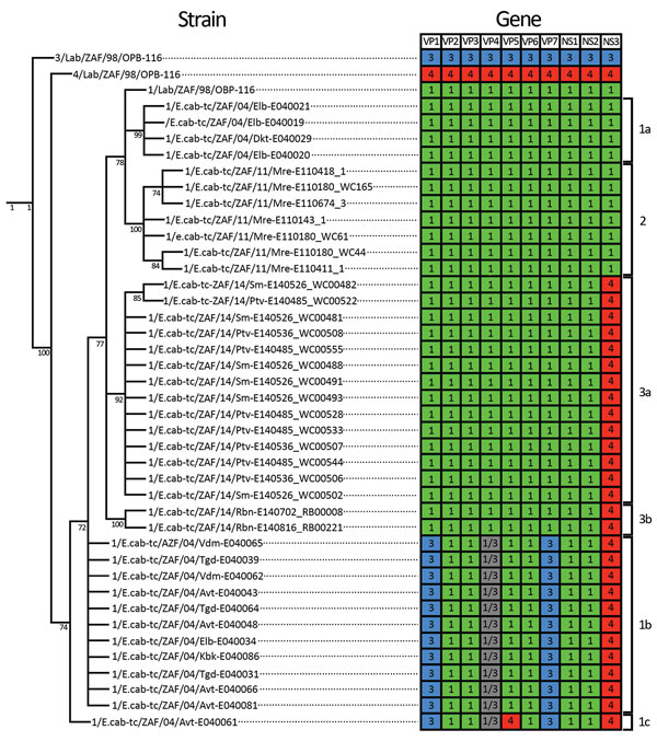 Cladogram and heat map of vaccine-derived African horse sickness (AHS) virus reassortants identified in AHS outbreaks in Western Cape Province, South Africa, 2004–2014. Cladogram indicates genetic relationships of concatenated AHS virus whole-genome nucleotide sequences from affected horses in the 2004, 2011, and 2014 outbreaks in the AHS controlled area in Western Cape Province. Heat map diagram summarizes the origin of the gene segments for each strain with 1/Lab/ZAF/98/OBP-116 (green blocks),