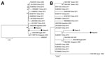 Thumbnail of Phylogeny of 13 complete-genome sequences of human adenovirus type 55 (A) and of 21 sequences of hexon genes (B). The complete genome tree (A) is rooted to a human adenovirus type 14 isolate (GenBank accession no. JX892927). The strains from patients A and B (immunocompetent women with human adenovirus infection) reported in this study are indicated. The phylogenetic tree was calculated by using the maximum-likelihood method in MEGA6 (http://www.megasoftware.net). The best algorithm