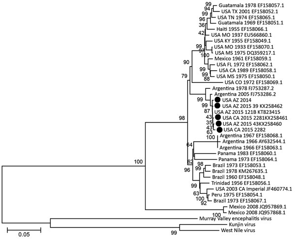 St. Louis encephalitis virus phylogeny with 2015 California (USA CA) and 2014 and 2015 Arizona (USA AZ) genomes (black circles). Complete nucleotide genomes (except for isolate 2282, which included only the E gene) were compared by using a neighbor-joining algorithm and 1,000 bootstrap replicates (support numbers at nodes) by using MEGA 7 (14). Isolates are named according to location, year of isolation, strain name for 2014 and 2015 isolates, and GenBank accession number. Scale bar indicates nu