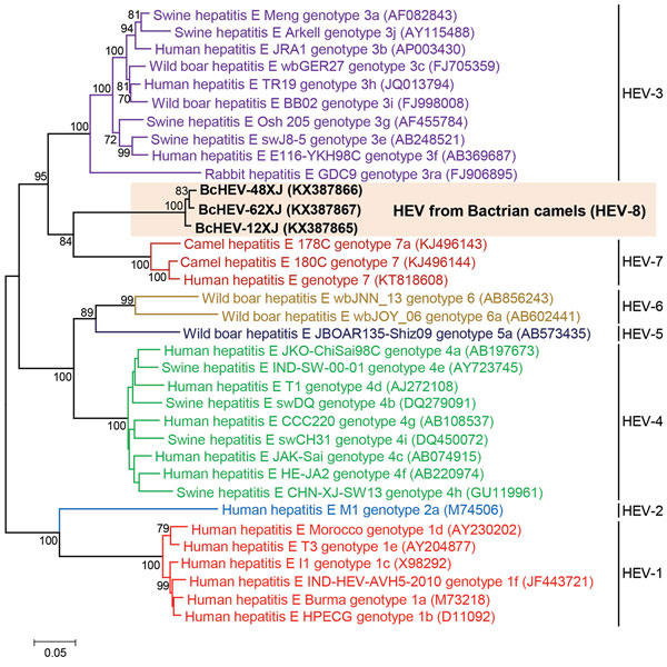 Phylogenetic analyses of the proteins of concatenated ORF1/ORF2, excluding the hypervariable region, of Bactrian camel hepatitis E virus (HEV) and other HEV genotypes (HEV1–HEV7) within the species Orthohepevirus A (family Hepeviridae). The tree was constructed using the maximum-likelihood method using the Jones–Taylor–Thornton substitution model with invariant sites and gamma distributed rate variation. The analysis included 2,282 amino acid positions (aa residues 1–706 and 789–2409, numbered w