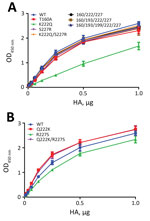 Thumbnail of Binding of influenza A virus mutant H5N12.3.4 HA (A) and H5N8 HA (B) to fetuin. Binding was assayed as described in the legend to Figure 1. Mutated residues are indicated. 160/222/227, 160/193/222/227, and 160/193/199/222/227 refer to T160A/K222Q/S227R, T160A/K193N/K222Q/S227R and T160A/K193N/T199D/K222Q/S227R substitutions in H5N12.3.4 HA, respectively. Optical density at 450 nm (OD450) corresponds to binding of HA to glycoproteins. WT, wild-type; HA, hemagglutinin. H5N12.3.4, nove