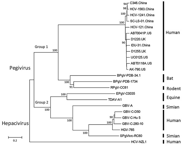 Phylogenetic analysis of second human pegivirus (HPgV-2) isolates identified in our study (China) and abroad (UK and US). Phylogenetic trees of nucleotide sequences from complete sequences of HPgV-2 strains isolated in our study and elsewhere as well as hepatitis C virus and pegivirus strains from humans, simians, equids, bats, and rodents are included. The phylogenetic trees were constructed with the neighbor-joining tree method using MEGA6 software (http://www.megasoftware.net). Bootstrap anal