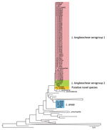 Thumbnail of 16S rRNA gene–based phylogenetic tree of the sequenced genomes and all the cultured and type Legionella spp. strains available in the ribosomal database project (http://rdp.cme.msu.edu/), as accessed in May 2015. Scale bar indicates the mean number of nucleotide substitutions per site.
