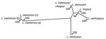 Thumbnail of Consensus distance–based tree generated from the infecting amastigote’s internal transcribed spacer 1 sequence and homologous sequences from other related human Leishmania–infected samples. Posterior bootstrap values are presented as the percentage of trees from 100 pseudorandomly sampled datasets which supported a given node with a value &gt;90%. The sequences for the various terminal nodes, chosen for nearest identity to the derived sequence (EMBL-LT577674) by a BLASTn search are 