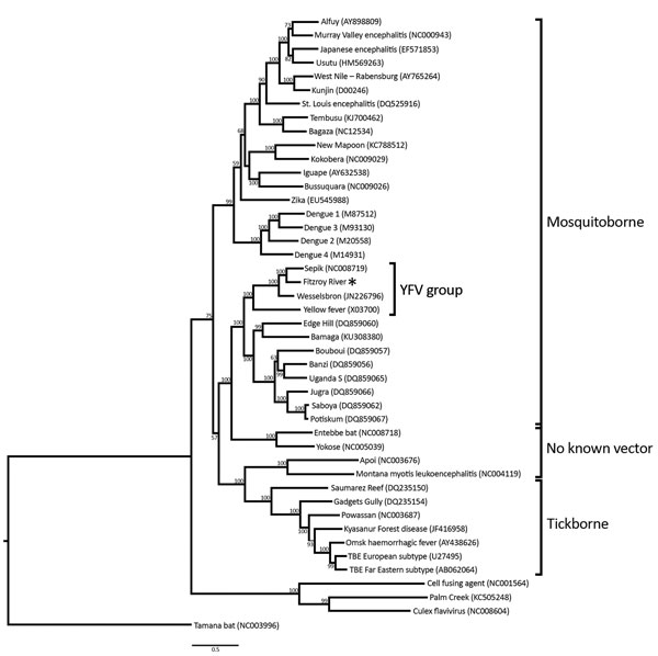 Phylogenetic tree of the genus Flavivirus, based on full polyprotein nucleotide sequences. Asterisk (*) indicates Fitzroy River virus. Scale bar indicates nucleotide substitutions per site. YFV, yellow fever virus.
