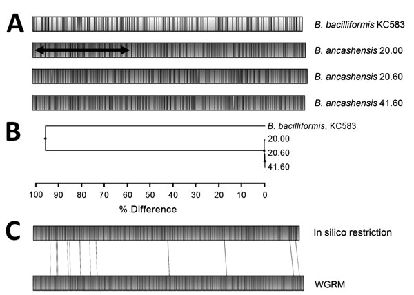 Alignment of whole-genome restriction maps and in silico map for Bartonella isolates from patients with verruga peruana, rural Ancash region, Peru. A) Maps for B. ancashensis isolates 20.00, 20.60, and 41.60 were determined by using optical mapping. Shaded areas indicate regions of alignment, unshaded areas indicate regions where restriction maps do not align, and black horizontal arrow indicates restriction sites. B) Phylogeny based on map similarity constructed by using the unweighted pair gro