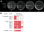 Thumbnail of Differing thermotolerance of Candida auris and C. haemulonii. A) Sabouraud dextrose agar plates showing growth of representative Candida strains after 24 h incubation at 35°C–42°C; B) Thermal growth range of Candida isolates from Tel Aviv, Israel.