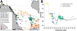 Thumbnail of Spatial and temporal distribution of H5 clade 2.3.4.4 influenza A virus outbreaks among wild birds and poultry across North America. A) Spatial distribution of H5 clade 2.3.4.4 influenza A virus outbreaks in wild birds (triangles) and poultry (circles) across North America, color-coded by subtype, relative to poultry density. The location of mallards from Anchorage, Alaska, based on resighting of banded birds, is indicated. B) Temporal distribution of H5 clade 2.3.4.4 influenza A vi
