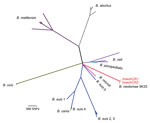 Thumbnail of Phylogenetic tree based on 34,307 single-nucleotide polymorphisms (SNPs) found among 51 Brucella genome sequences. The clinical isolates bneohCR1 and bneohCR2 cluster with B. neotomae 5K33 and differ by 164 SNPs. A different color is used to represent each Brucella species. Dotted red lines denote the 3 B. neotomae isolates, which overlap at the tip of the branch because of the high identity among them. 