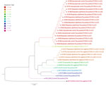 Thumbnail of Phylogenetic analysis of Corynebacterium diphtheriae isolates based on sequence type, KwaZulu-Natal Province, South Africa, March–June 2015. Maximum likelihood phylogenetic tree demonstrating core-genome phylogeny among isolates from South Africa (n = 25) relative to selected genomes (publicly available from GenBank) from other countries. Scale bar indicates nucleotide substitutions per site. ST, sequence type.