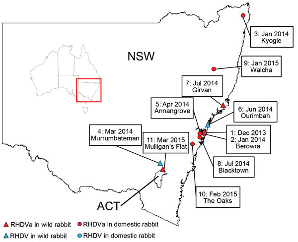 RHDV and RHDVa detections in Australia, January 2014–March 2015. Sites where RHDVa and Australian RHDV field strains were detected are indicated on the map and numbered according to the order in which the outbreaks occurred. Inset shows location of NSW and ACT in Australia. ACT, Australian Capital Territory; NSW, New South Wales.