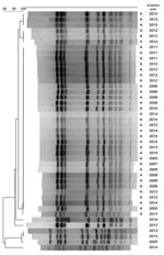 Thumbnail of Pulsed-field gel electrophoresis analysis of a sample of Streptococcus pneumoniae serotype 12F isolates from Israel, 2000–2015. “A” indicates predominant pulsotypes.