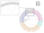 Thumbnail of Phylogenetic tree of partial viral protein 1 sequences of 279 nt (nt positions 2581–2859, reference sequence GenBank accession no.AY426531.1), sequences from cerebrospinal fluid (accession no. MF061604) and oropharyngeal swab sample (accession no. MF061605) from a woman who died of fatal neurologic disease associated with enterovirus-D68 infection (indicated in red) in the context of 918 enterovirus-D68 global sequences retrieved from the National Center for Biotechnology Informatio