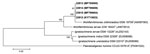 Thumbnail of Neighbor-joining phylogenetic tree of 16S rRNA gene sequences of Wohlfahrtiimonas spp. isolate from a patient with septicemia and wound myiasis in Washington, USA (laboratory identification no. 22912), isolates from flies and fly larvae (laboratory identification nos. 22913, 22914, 22915), and the most closely related type strains. Numbers at nodes denote bootstrap percentages based on 1,000 replicates; only values &gt;50% are shown.  GenBank accession numbers are given in parenthes