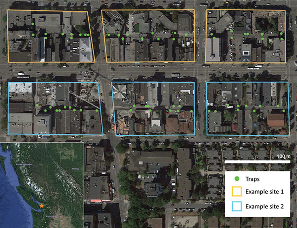 Two example sites side-by-side in a study of the effects of culling on Leptospira interrogans carriage by rats, Vancouver, British Columbia, Canada, June 2016–January 2017. Each site comprised 3 city blocks connected by continuous alleys; individual sites that were trapped at the same time had parallel alleys separated by major roads and multiple buildings that, based on previous research (9,10), rats were assumed to be unlikely to move between. Five and 7 sites were randomly selected as interve
