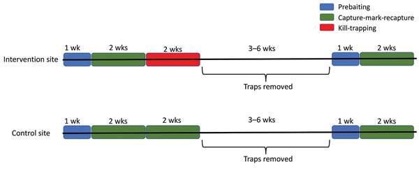Experiment timeline in intervention and control sites in a study of the effects of culling on Leptospira interrogans carriage by rats, Vancouver, British Columbia, Canada, June 2016–January 2017. Trapping in each intervention site was divided into three 2-week periods: the period before kill-trapping, the period during kill-trapping, and the period after kill-trapping. During the 2 weeks before kill-trapping, we captured and sampled rats, gave them all a unique ear-tag identifier, and then relea