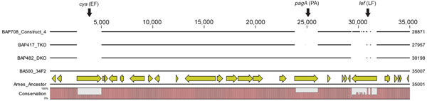 Whole-genome sequence verification of the deletion of toxin genes in Bacillus anthracis Sterne 34F2 derivatives. Comparative genomic view of the ≈35-kbp region of the pXO1 containing the toxin genes cya, pagA, and lef is shown. The bottom line indicates the sequence of Ames ancestor along with the annotations. Conservation of the same genetic structure in the grandparent strain BA500 is indicated. Deletions in the parent strains (DKO and TKO) and construct 4 are indicated by breaks in the lines 