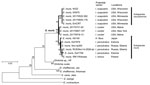 Thumbnail of Phylogenetic tree of Ehrlichia citrate synthase (gltA) and heat shock protein (groEL) genes constructed by the maximum-likelihood method of MEGA6 software (http://www.megasoftware.net). The total length of 2 concatenated genes is 1,045 bp. Hasegawa-Kishino-Yano with invariable sites was selected as the best model based on Bayesian information criterion scores. Numbers on the branches represent bootstrap support with 500 bootstrap replicates. Scale bar indicates nucleotide substituti