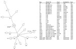 Thumbnail of Maximum parsimony analysis on MLVA-16 (multilocus variable-number tandem-repeat analysis) of genotypes from 2 recent Brucella suis biovar 1 isolates from the Netherlands (WBVR2016 from a dog and WBVR2017 from hare carcasses) in conjunction with B. suis biovar 1 strains of the highest similarity from a public database (http://microbesgenotyping.i2bc.paris-saclay.fr/) with 521 entries of B. suis. NA, not available.