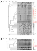 Thumbnail of Pulsed-field gel electrophoresis (PFGE) results of the ST1420 strains of A) Tochigi strains and B) Tottori strains of Bacillus cereus isolates, Japan. The 80% similarity cutoff for PFGE cluster typing is shown as a vertical line in the phylogenetic tree. Names of strains of sequence type 1420 are indicated in red. The Tochigi_ID31_#3 was not analyzed. ID, identification. Scale bars indicate percent similarity.