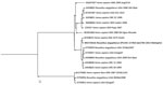 Thumbnail of Phylogenetic tree of partial (97.5%) Marburg virus nucleic acid sequence detected in Egyptian rousette bats in Matlapitsi Cave, Limpopo Province, South Africa, 2013 (bold; GenBank accession no. MG725616) and complete nucleic acid sequences of representative Marburg virus strains from GenBank. Node values indicate posterior probability percentages obtained from 1,000,000 generations in MrBayes version 3.2.6 (http://mrbayes.sourceforge.net/download.php). Scale bar indicates substituti