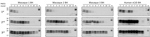 Thumbnail of Amplification of macaque-adapted vCJD prions by PMCA. BH from 3 macaques peripherally infected with macaque-adapted vCJD was serially diluted and amplified by 3 rounds of PMCA, using BH from transgenic mice expressing human normally expressed prion protein with methionine at codon 129 (TgHu129M) as substrate. Human BH from a vCJD patient was analyzed as positive control. After completion of the 3 rounds of PMCA, samples were digested with 50 μg/mL of proteinase K and analyzed by Nov