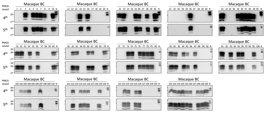 Preclinical detection of macaque-adapted vCJD prions in BC of peripherally infected macaques. A total of 140 deidentified samples (500 μL each) were sarkosyl precipitated and analyzed by 5 rounds of PMCA. After amplification, samples from the fourth and fifth rounds were digested with 50 μg/mL of PK and analyzed by Western blot. N refers to transgenic mouse normal BH without proteinase K treatment, which was used as a migration control. BH, brain homogenate; m-vCJD, macaque-adapted vCJD PMCA; pr