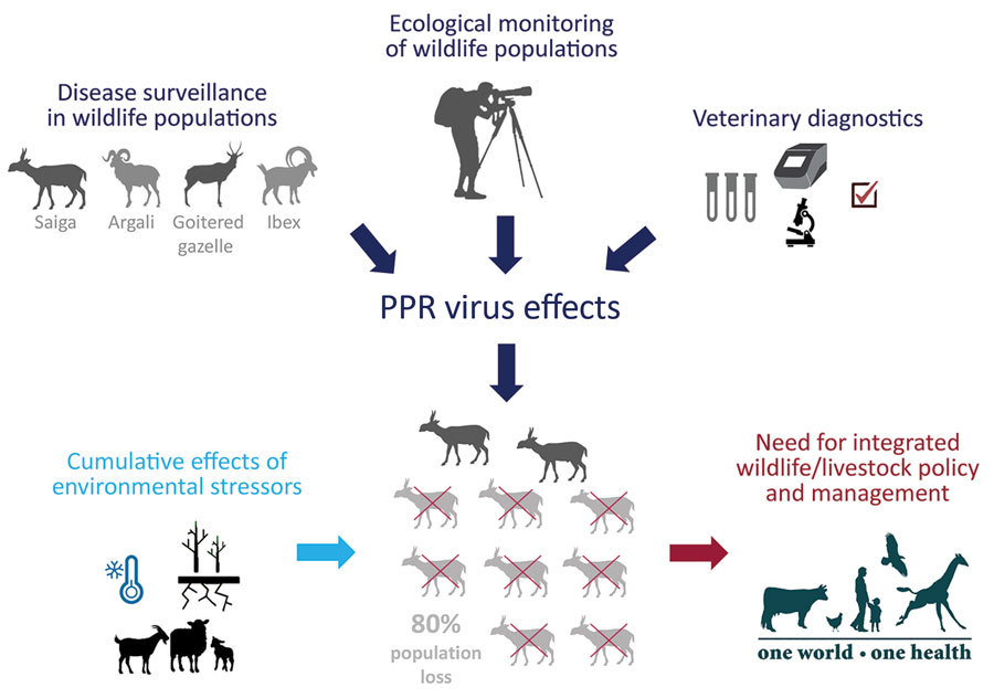 Summary of study of the 2016–2017 outbreak of peste des petits ruminants among wildlife, Mongolia. PPR, peste des petits ruminants. 