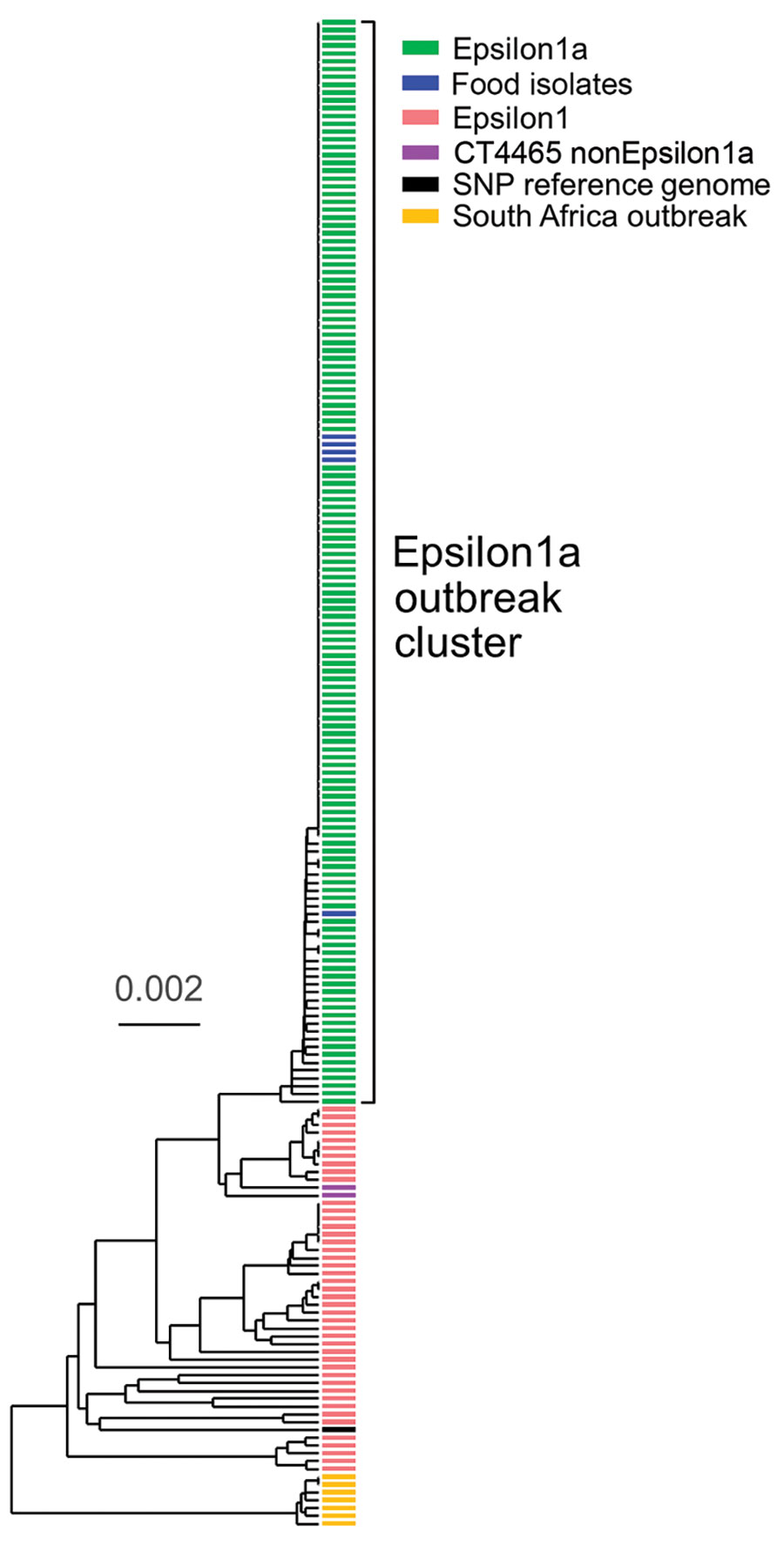 Phylogenic tree constructed by using unweighted pair group method with arithmetic mean and core genome multilocus sequence typing data of Listeria monocytogenes isolates from a large listeriosis outbreak, Germany. Green indicates clinical isolates of Epsilon1a subcluster; blue indicates food isolates of Epsilon1a subcluster; pink indicates isolates from the Epsilon1 cluster; violet indicates 2 complex type 4465 isolates not belonging to Epsilon1a from earlier listeriosis cases in July 2017 and J