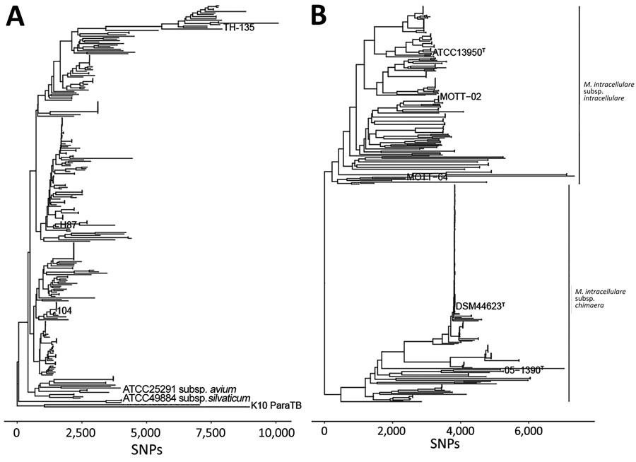 Phylogenetic relationships in a study of Mycobacterium avium complex isolates in cystic fibrosis care centers, United States. A) Phylogenetic tree of 207 M. avium isolates showing the relationships between M. avium cystic fibrosis care center and select non–cystic fibrosis, environmental, and zoonotic isolates. B). Phylogenetic tree of 235 isolates showing the relationships between cystic fibrosis care center and select non–cystic fibrosis M. intracellulare subsp. chimaera and M. intracellulare subsp. intracellulare isolates. Former species M. yongonense type strain 05–1380T was also included as part of M. intracellulare subsp. chimaera to reflect current taxonomy. SNP, single-nucleotide polymorphism.