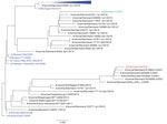 Maximum-likelihood phylogenetic tree of the hemagglutinin gene of influenza A virus from a patient in Denmark (A/Denmark/36/2021), the seasonal vaccine strain, and closely related strains. The tree includes the case variant virus A/Denmark/36/2021 (red), the 10 closest BLAST matches (https://blast.ncbi.nlm.nih.gov/Blast.cgi), the previously reported Denmark variant virus A/Denmark/1/2021 (green), human seasonal reference viruses with >85% nucleotide identity to A/Denmark/36/2021 (Appendix 2 Table), and representative viruses from the passive surveillance program of influenza viruses in pigs from Denmark. The tree is rooted on A/California/07/2009. Human IAV sequences are shown in blue, and most seasonal reference viruses have been collapsed. Scale bar indicates nucleotide substitutions per site.