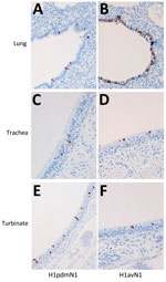 Immunohistochemical detection of viral nucleoprotein in pig tissues. Immunolabelling of influenza A viral nucleoprotein in respiratory tissues collected from pigs at 5 dpi after inoculation with A/swine/England/1353/2009 (H1pdmN1; panels A, C, and E) or A/Pavia/65/2016 (H1avN1; panels B, D, and F) viruses reveals presence of viral nucleoprotein antigen (brown staining) in respiratory epithelial cells of the lung, trachea, and nasal turbinate for both viruses. Original magnification × 400.