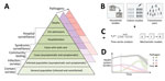 An integrated surveillance system for multiple circulating respiratory pathogens. A) Surveillance systems, which collect data continuously, monitor changes in infection outcomes (or behavior) at different levels of severity on the severity pyramid. In general, the proportions in each level can vary over time (e.g., because of emerging new variants), so surveillance should be undertaken at multiple levels. Collecting additional behavioral data can help disentangle changes in the data streams resulting from behavior specifically (e.g., changes in healthcare-seeking behavior) or indirectly (e.g., changes in transmission rates due to changes in contact rates). In addition, collecting data on interventions (e.g., vaccine uptake, therapeutic use) at all levels of the severity pyramid can help to enable estimates of intervention effectiveness. In general, multiple pathogens will circulate concurrently, and it may be necessary for surveillance systems to be extended to distinguish between the different pathogens. Integrating genomic sequencing of samples collected at all levels can additionally allow differences in dynamics between variants to be identified. B) Enhanced surveillance activities conducted periodically can augment continuous surveillance. Enhanced surveillance activities may inform on key epidemiologic quantities, such as the generation interval and vaccine effectiveness, which are important for predicting future transmission dynamics. C) Data collected from different sources of clinical, epidemiologic, and genomic surveillance can be synthesized through data analysis pipelines and used to generate epidemic forecasts and scenario projections (long- and short-term). D) Forecasts and projections can be used to support public health decision-making and planning. For example, they can be used to predict the timing and size of concurrent epidemics of influenza, SARS-CoV-2, and RSV and anticipate the resulting combined healthcare burden. ICU, intensive care unit; S→I→R, susceptible-intermediate-resistant model.