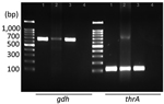 Detection of Streptococcus suis in a patient with Streptococcus suis infection, Jeju Island, South Korea, performed by using PCR with specific primers for gdh and thrA. Size marker, 1 kb DNA ladder (LugenSci, https://www.lugensci.com). Lane 1, blood culture, DNA from patient’s blood culture; lane 2, subdural empyema, DNA from patient’s subdural pus; lane 3, positive control, DNA from previously isolated S. suis stock; lane 4, negative control, no template PCR condition.