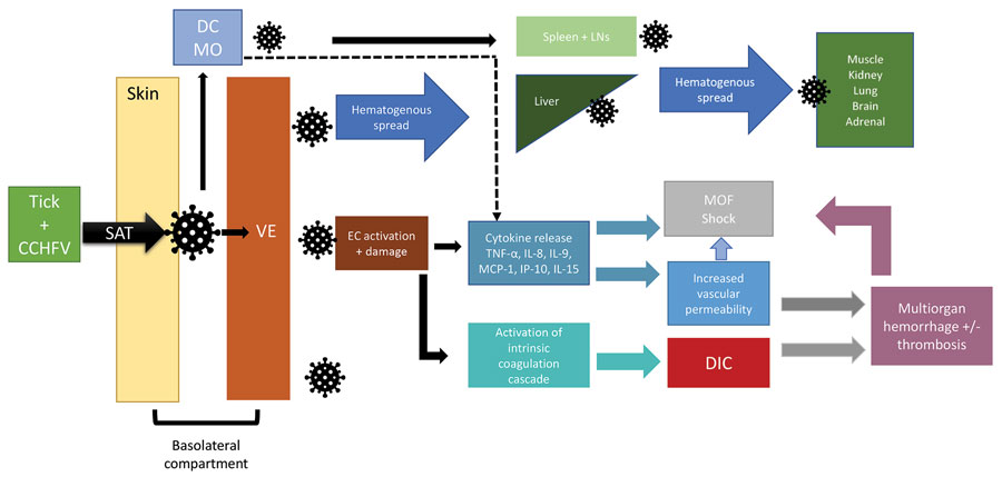 Flowchart showing an abbreviated proposed pathway for Crimean-Congo hemorrhagic fever virus pathogenesis. CCHFV, Crimean-Congo hemorrhagic fever virus; DC, dendritic cell; DIC, disseminated intravascular coagulation; EC, endothelial cell; IL, interleukin; LN, lymph nodes; MCP, monocyte chemoattractant protein; MO, macrophage; MOF, multiorgan failure; SAT, saliva-assisted transmission; TNF, tumor necrosis factor; VE, vascular endothelium.