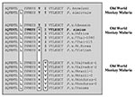 Thumbnail of Polymorphism in the ORF 470 region of the 35-kb plastid-like DNA was determined by DNA sequence analysis after amplification of DNA from each isolate with oligonucleotide primers #1274 (5'GTAAAATTATATAAACCACC3') and #1273 (5'GCACAATTTGAACGTAC3') (11).