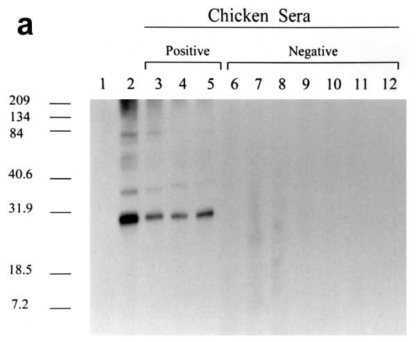 Western blot antibody reactivity of chicken sera to endogenous avian leukosis virus (ALV) (Rous-associated virus 0) antigen. a) Lane 1, negative control chicken serum; Lane 2, positive control anti-p27 ALV gag antiserum; lanes 3-5, sera from ALV antibody-positive chickens; lanes 6-12, sera from ALV-negative, antibody-negative chickens. b) NC, negative control human sera; PC, positive control: anti-p27 ALV gag antiserum; lanes 1-10, sera from measles mumps rubella vaccine recipients.