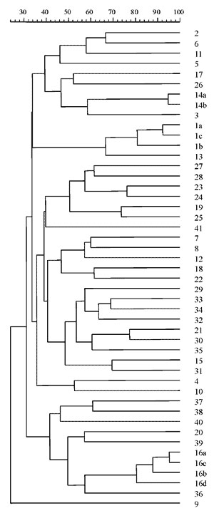 Percentages of genetic similarity between 47 XbaI-PFGE clonal types from 76 Stenotrophomonas maltophilia strains isolated in 25 cystic fibrosis patients of the same unit, 1991-1998.