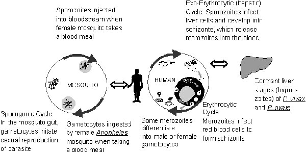 Figure 1 - Changing Patterns of Autochthonous Malaria Transmission in